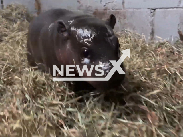 Picture shows baby pygmy hippo that was born at the Metro Richmond Zoo in Chesterfield County, Virginia, USA, on Friday, Dec. 23, 2022. The female baby was born on Tuesday, Dec. 6, 2022, and is yet to be named. Note: Picture is a screenshoot from video (Metro Richmond Zoo/Newsflash)