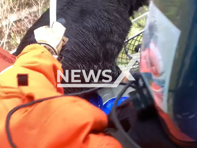 Dog gets airlifted while being rescued by the US Coast Guard near Vancouver Island, Canada, on Wednesday, Dec. 28, 2022. The dog was found near the location of the previous rescue of a person and another dog from a sailing vessel. Note: Photo is a screenshot from video(DVIDS, U.S. Coast Guard District 13/Newsflash)