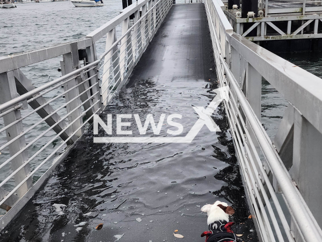 Picture shows the extremely high tides in Vancouver, British Columbia, in Canada, undated. According to Cynnamon Schreinert, the tides have been steadily increasing for years but the past few years have seen dramatic king tides. Note: We obtained permission for this photo. (@CynnamonS/Newsflash)