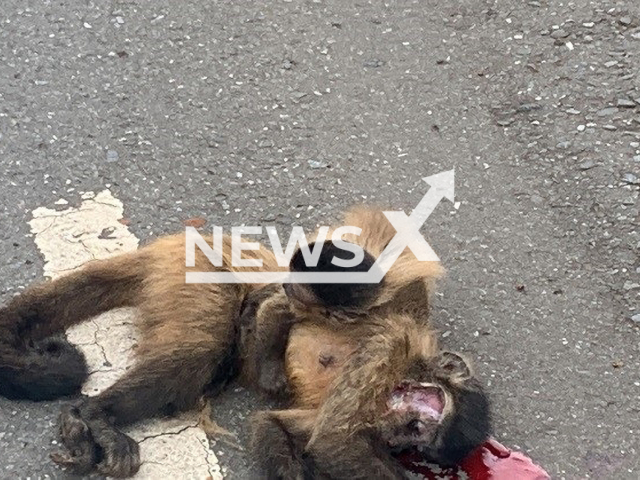 Baby monkey won't let go of his mother's body in Brasilia, Brazil, Friday, Dec. 30, 2022. Its mother was ran over. Note: Police photo. (Military Police Federal District/Newsflash)