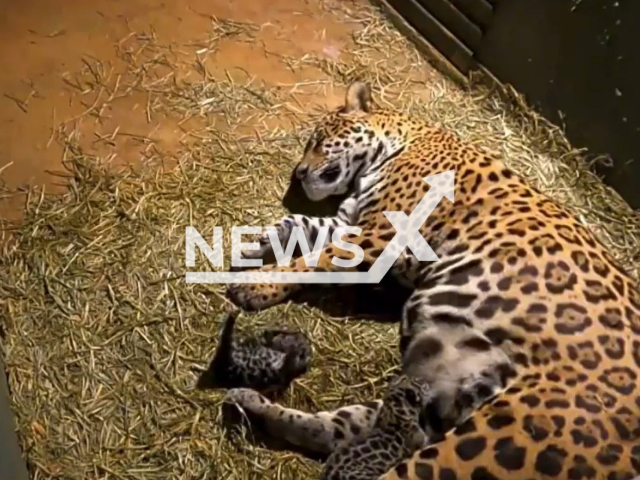 The jaguar that was rescued with its paws burned in the wildfire in Pantanal in 2020 gave birth to one alive and one lifeless cub at the animal sanctuary in Brazil. Note: Photo is a screenshot from a video. (Newsflash)