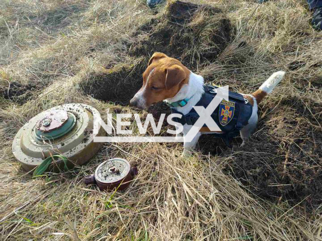 It is a tough job - but the reward of fresh cheese at the end of the day makes it worthwhile for this brave Ukrainian sniffer dog. The land mine finding Jack Russell named Patron gets the tasty treat at the end of a hard day tracking down the explosive devices. Named Patron, the two-year-old trained dog is the star landmine finder and mascot of the Ukrainian Cherinhiv bomb disposal squad. They are also the ones that confirmed Patron is their top land mine tracker and has been regularly earning his delicious treat at the end of each day by finding the devices. He can be seen here in the picture where he is seen alongside TM-62M AT and PMN-1 AP Russian landmines.  Note:  (SES of Ukraine/Newsflash)