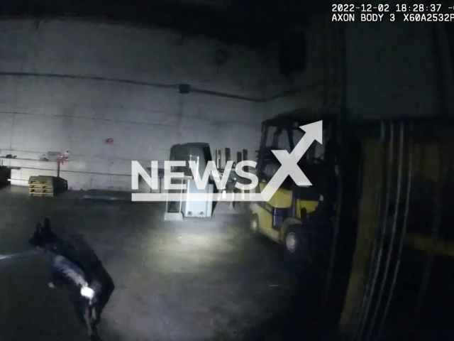 K9 dog Bear sniffing out a suspect who was hiding inside a building in Oklahoma City, Oklahoma, U. S. A., Dec. 2, 2022. Suspect Troy Lee, 52, was found hiding behind a piece of metal in the building. Note: Picture is a screenshot from a video (Oklahoma City Police Department/Newsflash)