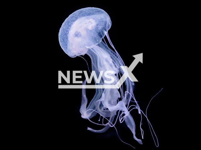 Image shows the sea nettle jellyfish (Pelagia panopyra), in undated photo. The Schoenbrunn Zoo, in the city of Vienna, Austria, welcomed the species' offspring for the first time ever in Europe in January 2023. Note: Licensed content. (Daniel Zupanc/Newsflash)