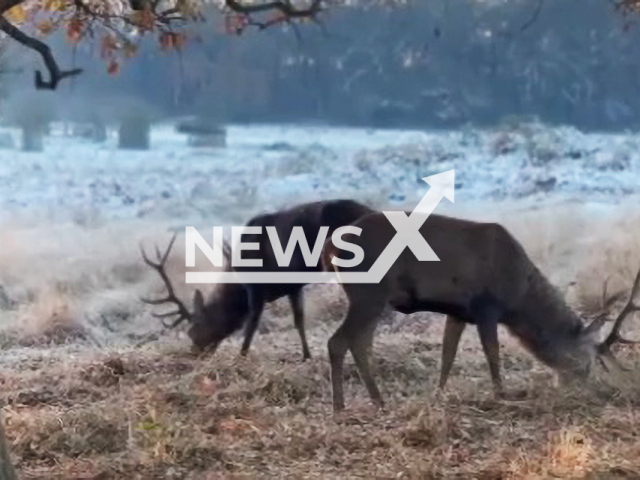 Deer eat grass in Richmond Park, during Linda Prigarska's morning walks in the park, in London, England, on Dec. 15, 2022. According to Linda Prigarska, her love for nature and wildlife has been ingrained into her since her early childhood. Note: Picture is a screenshot from a video (@lemon.rise/Newsflash)