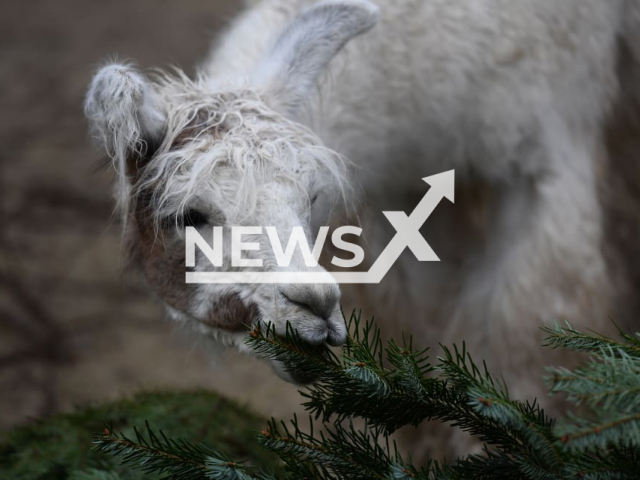 Image shows a lama nibbling on a Christmas tree, undated photo. Animals at the Zurich Zoo, in Switzerland, received about 120 unsold Christmas trees in January 2023. Note: Licensed content. (Zoo Zurich, Martina Kaelin/Newsflash)