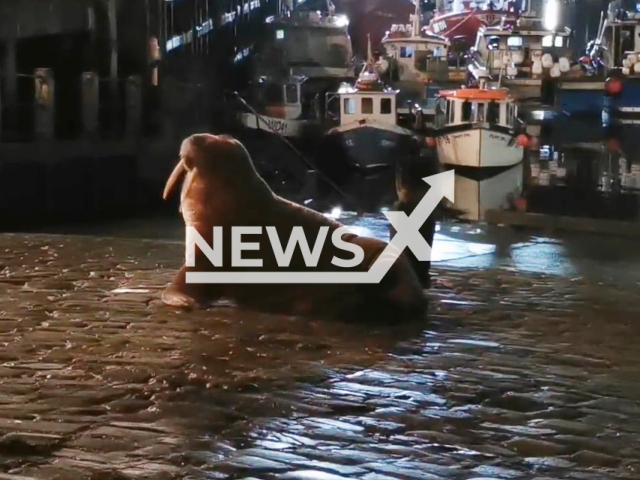 Thor the walrus makes an appearance in Scarborough, North Yorkshire, in England, in undated footage. According to Em Mayman, there hasn't been a walrus in this part of the UK in a very, very long time. Note: Picture is a screenshot from a video (Em Mayman of BDMLR/Newsflash)