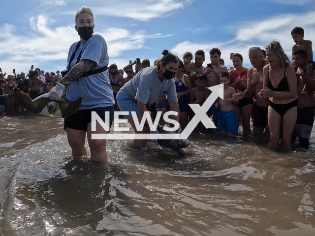 Two green turtles (Chelonia mydas)   are returned to the sea on the beaches of San Clemente del Tuyu, Argentina, on Thursday, Jan. 5, 2023.  They were rescued after getting caught in the nets of fishermen and rehabilitated. 
Note: Licensed photo.  (Fundacion Mundo Marino/Newsflash)