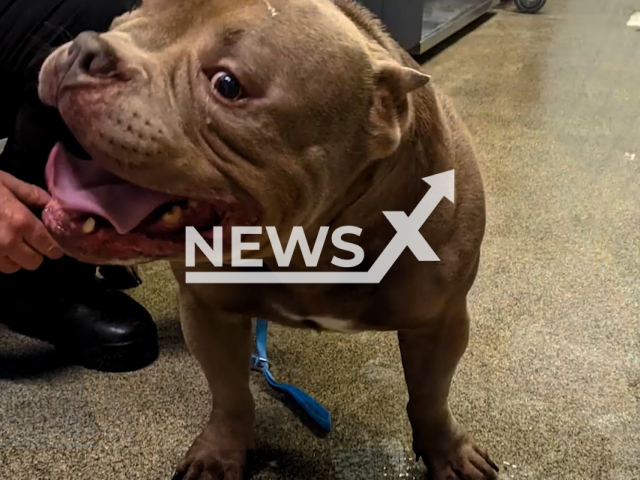 The miniature American Bulldog named Guido which was kicked and punched by his owner Michael Fernandes (28) in Naples in Florida in the United States on the 10th of March 2022.
Note: Police photo.
(@sheriffleefl/Newsflash)