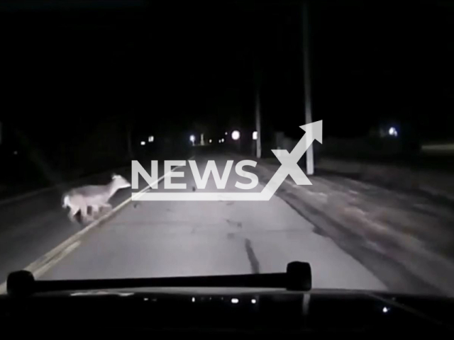 A deer runs in front of a police a car  in Dixon, Illinois, USA.  A police officer nearly missed hitting the deer running across the road at night. Note: Picture is screenshot from a video (@DixonILpolice/Newsflash).