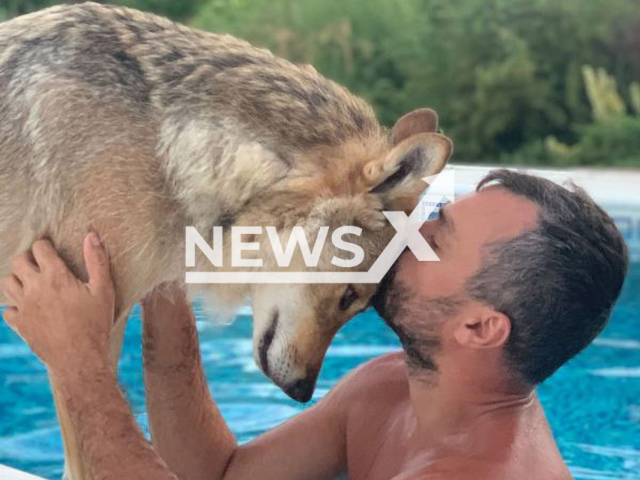 Sergei Semennikov kisses his pet, a wolf named Chavez, undated. Sergei has been studying the behaviour of wolves for 12 years now. Note: We obtained permission for this photo. (@wolf__chavez; Sergei Semennikov/Newsflash)