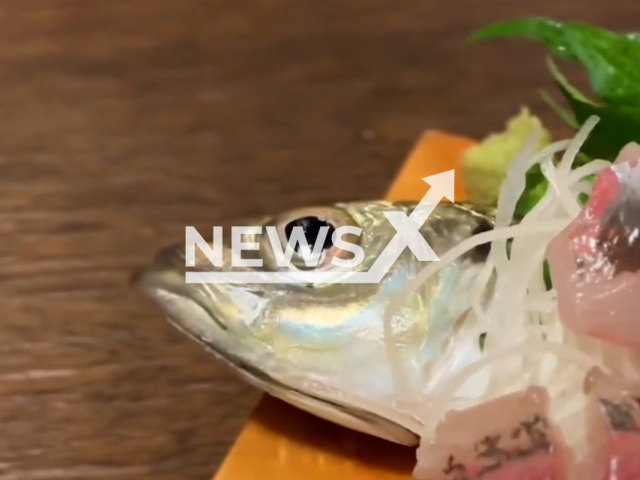 Picture shows the  fish moving on the plate at a restaurant, in Japan, undated. Xenia Tan and her fiance Shawn Thia were served the food during a trip there. 
Note: Picture is screenshot from a video (@hotcheekylace/Newsflash).