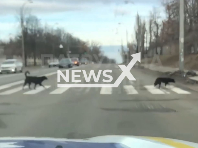 Dogs cross the street at a pedestrian crossing in Kiev, Ukraine, undated. The video was shared by police with a message to  follow traffic rules. Note: Picture is screenshot from a video (@kyivpatrol/Newsflash).