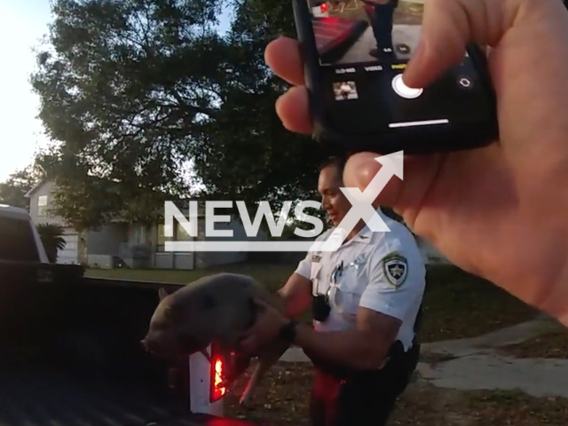 Police officers catch Princess, a pet pig in Tampa, Florida, USA, on Tuesday, Jan. 3, 2023. Police were called when residents reported spotting a pig running loose near their homes. Note: Picture is screenshot from a video (@HCSOSheriff/Newsflash).