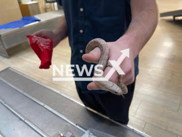 Photo shows a snake that was smuggled into Israel from Hungary by a young Israeli and was seized during an operation at Ben Gurion Airport, in Tel Aviv, Israel, Jan. 2023. The Israeli man was arrested. Note: Photo is from the Ministry of Agriculture and Rural Development of Israel (Ministry of Agriculture and Rural Development/Newsflash)