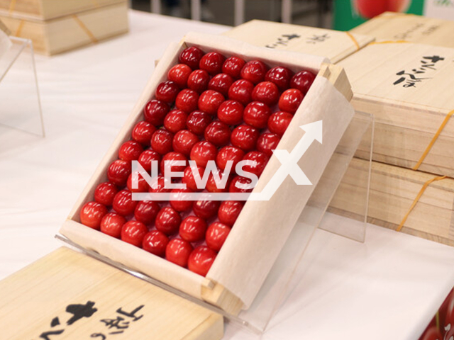 Photo shows Sato Nishiki cherries from Yamagata, Japan, undated. Funasho Co., Ltd. announced that they have paid about USD 10,000 for a box of Sato Nishiki cherries at the first auction of fruits and vegetables held at the Tokyo Central Wholesale Market on Thursday, Jan. 5, 2023. Note: Licensed photo (Funasho Co., Ltd./Newsflash)