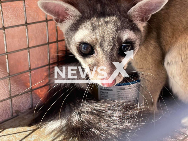 Picture shows a   ringtail (Bassariscus astutus) that was captured and  released in Colorado, USA, in January, 2023. It  was caught after hiding in the shoe depart in a Kohls store for 3 weeks.  Note: Police photo. 
 (@jeffcosheriffco/Newsflash).