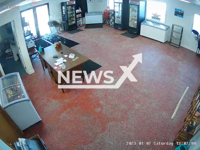 Deer crashes through butcher shop's storefront in Moorhead, Minnesota on Saturday, Jan. 7, 2023. According to the shop owner, understandably, it was a pretty terrifying experience overall. Note: Picture is screenshot from a video. (She Said Butcher Shop/Newsflash)