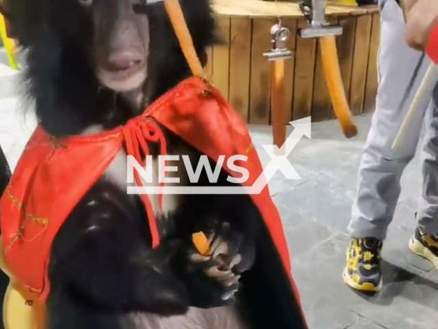 Black bear apparently eats with tourists in Jinan, China. Note: Picture is a screenshot from a video (1888285027/AsiaWire)