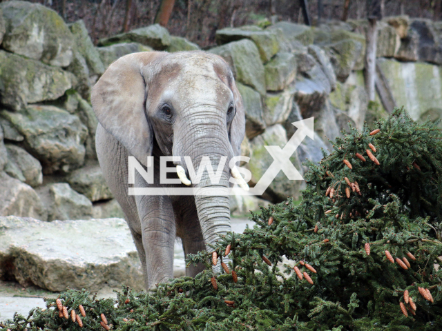 Image shows one of the elephants at the Schoenbrunn Zoo, in the city of Vienna, Austria, undated photo. The animals received a belated Christmas surprise in January 2023. Note: Licensed content. (Tiergarten Schoenbrunn, Barbara Feldmann/Newsflash)