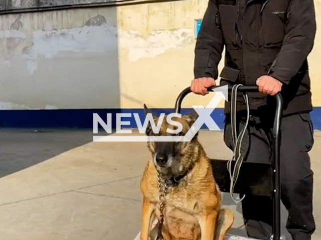 Police officer pushes a paralyzed dog in a cart in Xichuan, Henan in China, undated. Another dog then shares food with the paralyzed one. Note: Picture is screenshot from a video (xichuantejing/AsiaWire).