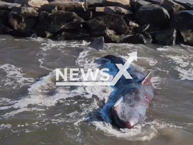 Baby sperm whale washes up on Rockaway Beach, in Queens, New York, in undated footage. The sperm whale or cachalot is the largest of the toothed whales and the largest toothed predator. Note: Picture is screenshot from a video (@skippersurfreview/Newsflash).