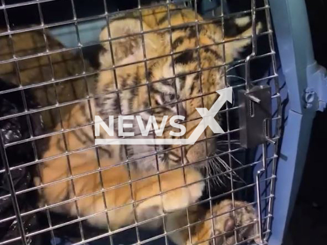 The picture shows the tiger cub that was rescued from police officers during a shooting investigation in New Mexico, USA on Tuesday, Jan. 10, 2023. The New Mexico Department of Game and Fish took custody of the tiger.
Note: Picture is a screenshot from a video. (Albuquerque Police Department/Newsflash)