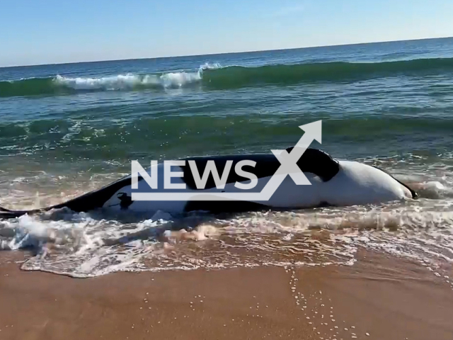 The picture shows the killer whale weighing over 6,000 pounds dead at the beach in Florida, USA on Wednesday, Jan. 11, 2023. The beach had been temporarily closed to the public but since has been reopened after the whale was removed. Note: Picture is a screenshot from a video. (Flagler County Sheriff's Office/Newsflash)