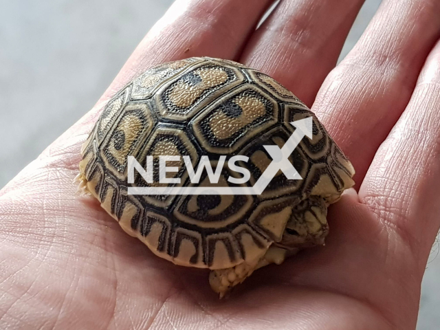 Image shows the one of the endangered tortoises that were stolen from a pet shop undated photo. The incident happened in the municipality of Zuchwil, in  the canton of Solothurn, Switzerland, on Tuesday, Jan. 10, 2023. Note: License content. (Polizei Kanton Solothurn/Newsflash)