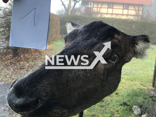 Image shows one of the impaled deer heads, undated photo. A hunter from the town of Gmunden, in Upper Austria, Austria, impaled six deer skulls in front of a building before he turned himself in on Thursday, Jan. 12, 2023. Note: Licensed content. (Police Upper Austria/Newsflash)