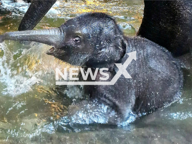 Image shows one of the elephant calves at the Leipzig Zoo, in Germany, undated photo. Two calves were spotted taking a dip with their mothers on Monday, Jan. 16, 2023. Note: Licensed content. (Leipzig Zoo/Newsflash)