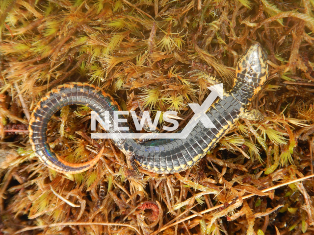 Photo shows a new species of lizard discovered in Otishi National Park in Peru, undated. This new species belongs to the genus Proctoporus (Reptilia, Gymnophthalmidae) whose greatest diversity is found in the Andean foothills and whose specimens are characterized by having a tail longer than the body. Note: Licensed photo (SERNANP/Newsflash)