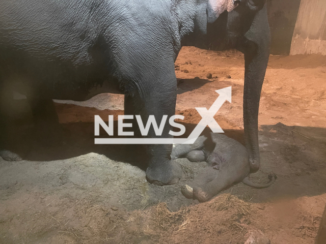 Image shows mother Farha, 17, with her dead calf, undated photo. It died shortly after its birth in the Zurich Zoo, Switzerland, on Saturday, Jan. 14, 2023. Note: Licensed content. (Zurich Zoo, Nicole Schnyder/Newsflash)