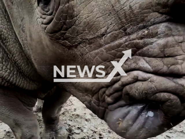 This picture shows a rhinoceros living in a Danish zoo using a thick tree branch as its own personal nail filer to polish up its horn, undated. Zoo staff said that rhinos also enjoy scratching their entire bodies.Note: Picture is screenshot from a video. (Zoologisk Have/Newsflash)