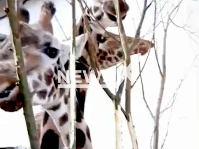 Giraffes eat fresh willow bark at their enclosure in Burgers' Zoo in Arnhem, in the Netherlands, undated. The zoo is home to eight giraffes and one male giraffe. Note: Picture is screenshot from a video. (Burgers' Zoo/Newsflash)