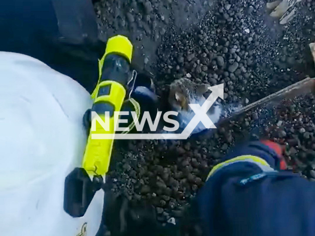 Ukrainian firefighters rescued a kitten from under the rubble of a collapsed building in Kharkiv in March 2022. Note: Photo is a screenshot from a video(SES of Ukraine/Newsflash).