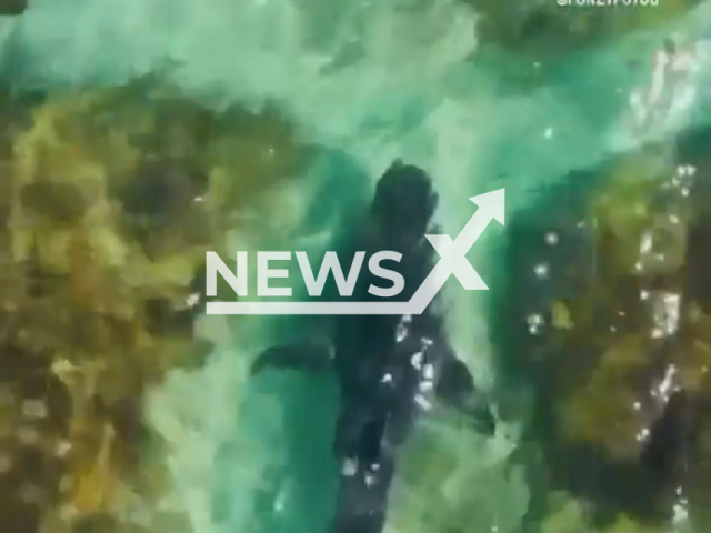 Picture shows a shark near Meelup Beach, in Australia, on Friday, Jan. 6, 2023. David Alphonso, 36, used his drone to save beachgoers from a potential shark attack. Note: Picture is screenshot from a video. (@fonzyfotos/Newsflash)