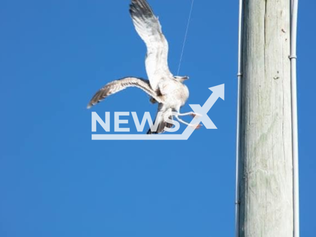 Photo shows a seagull that was spotted entangled in string and dangling from a utility pole in South Beach, Florida, USA, Thursday, Jan. 12, 2023. It was rescued by the firefighters from The St. Lucie County Fire District. Note: Photo is from The St. Lucie County Fire District (@slcfd/Newsflash)