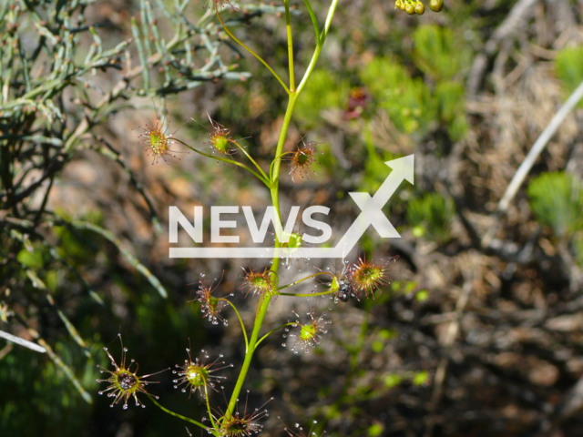 Image shows the newly discovered species Drosera atrata (black sundew) which has the darkest flower color of any sundew species, undated photo. This rare species occurs in very few individuals where it grows and is therefore endangered. Note: Licensed content. (Andreas Fleischmann, SNSB-BSM/Newsflash)