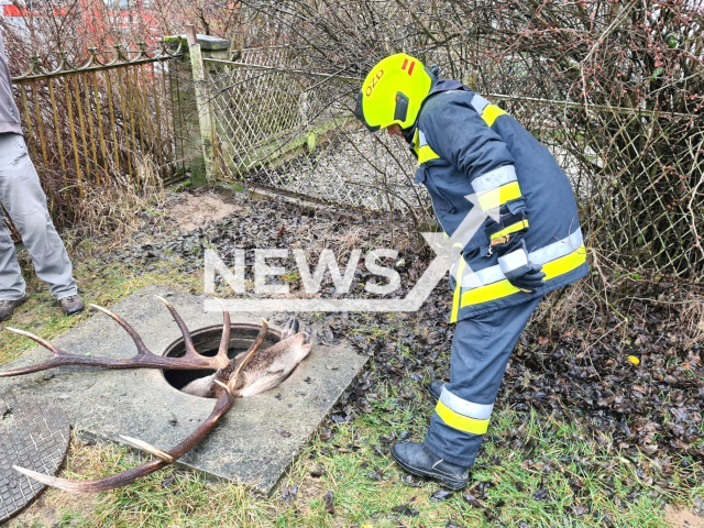 Picture shows a deer trapped in a water shaft in Ozd, Hungary, on Monday, Jan. 16, 2023. A veterinarian tranquilised the deer, and a   wheeled ladder was used to remove it from the shaft in a backyard of a hose. Note: Firefighters photo. (@bmokf.hivatalos/Newsflash)