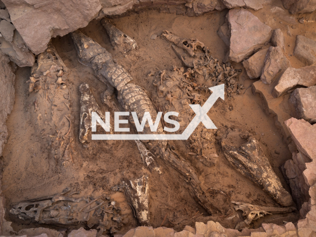 Photo shows ten crocodile mummies in an undisturbed tomb in Qubbat al-Hawa, Aswan, Egypt. They were discovered in 2019, undated photo. Note: Licensed photo (Patricia Mora Riudavets/Newsflash)