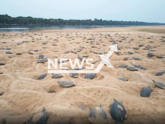 Millions of South American river turtle hatchlings emerge from sandy beaches along Guapore/Intenez River along the border of Brazil and Bolivia in the western Amazon Basin, undated. Scientists use drones to estimate adult turtle numbers – considered to be the largest aggregation of nesting turtles on the planet. Note: Picture is screenshot from a video. (WCS/Newsflash)