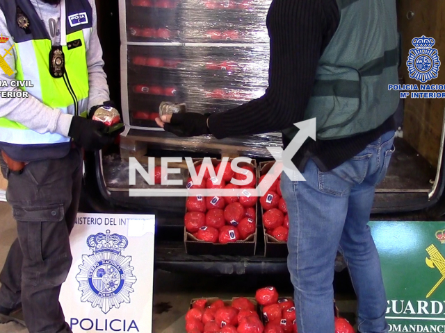 Police officers  investigate the  tomatoes the hashish was hidden in Malaga, Spain, undated. 
Police seized 22 tons of hashish in fake tomatoes and arrested of ten people, in January, 2023. 
 
Note: Police photo. (Newsflash)