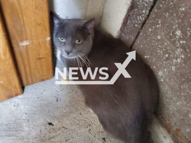 Photo shows a cat left on the street by a woman at 60 Evergreen in East Orange, New Jersey, USA, Saturday, Jan. 21, 2023. A worker found the kitty in the same spot on Sunday, Jan. 22, 2023. Note: Picture is private (@mspatscats/Newsflash)