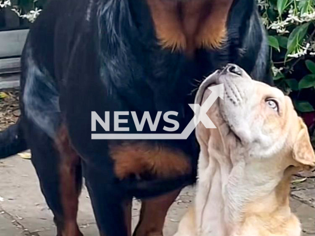 The two dogs, Rocky and Borcher from Oxford, England. Note: This photo has been provided by Charlie Holt. (@always.a.woman/Newsflash)