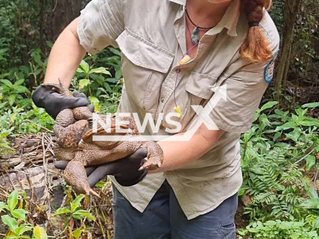 Rangers conducting track work in Conway National Park, near Airlie Beach, Queensland, Australia, find a monster cane toad beside the Conway Circuit, undated. The cane toad weighed in at 2.7 kilogrammes. Note: Picture is a screenshot from a video (Queensland Government Department of Environment and Science/Newsflash)