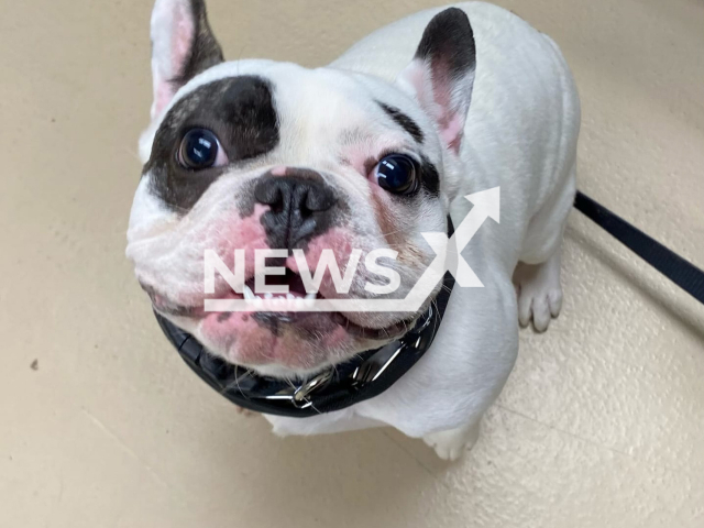 Photo shows Ralphie, the rescue dog, undated. The Niagara Country SPCA seeks a forever home for Ralpie, dubbed the fire-breathing demon. Note: Photo is from an animal shelter (@theniagaraspca/Newsflash)