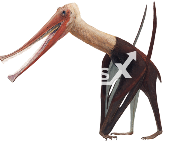 Image shows an illustrative image of the new species of pterosaur, undated photo. Scientists from the UK and Germany discovered that the prehistoric animal had more than 400 teeth. Note: Licensed content. (Joschua Knueppe/Newsflash)