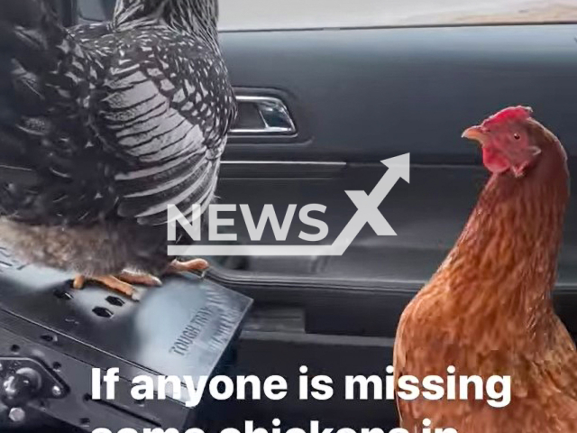 Flock of escaped chickens ride shotgun to Dunkin' Donuts drive-through in March 2022.
Note: Photo is a screenshot from a video(@allthingsfurred/Newsflash).