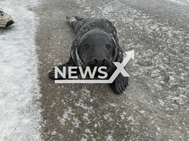 Photo shows a baby seal that came ashore to explore Cape Elizabeth, Maine, USA, undated photo. It was found in the roadway near Fort Williams Park Monday, Jan. 23, 2023. Note: Photo is from the Cape Elizabeth Police Department (@CapeelizabethPD/Newsflash)